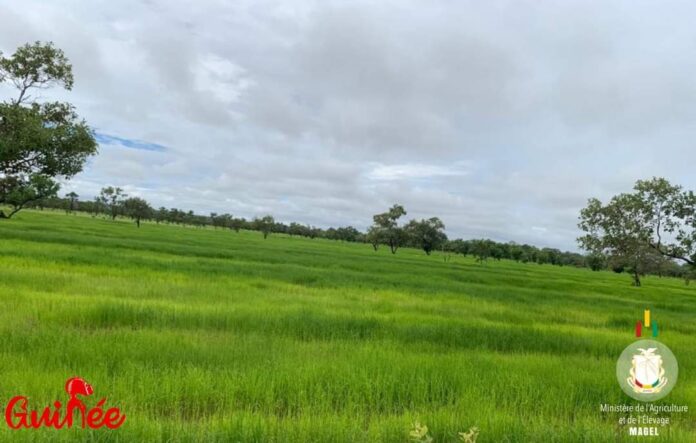 Agriculture : le budget est passé de 600 milliards à 1 900 milliards GNF